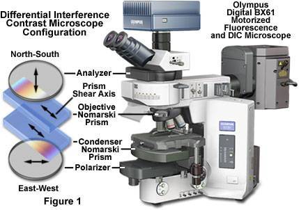 dicintrofigure1.jpg